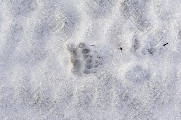 獾的足迹雪邓弗里斯苏格兰