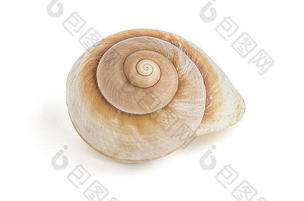 棕色（的）海蜗牛壳牌