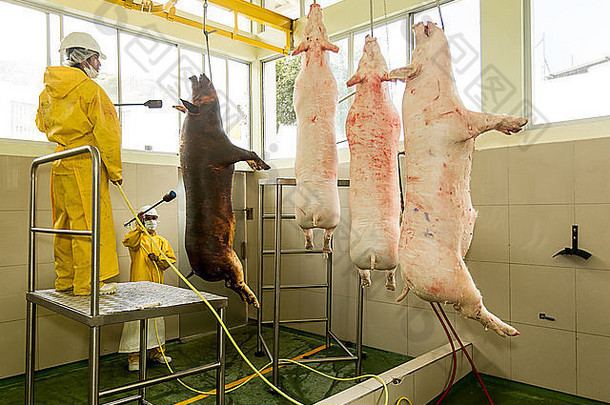屠宰场工人烧毛猪肉尸体红色的肉行业