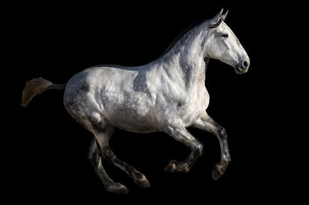 西班牙语受过严格训练的马孤立的黑色的背景螺柱