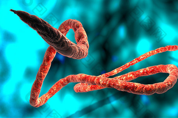 埃博拉<strong>病毒病毒</strong>微观视图