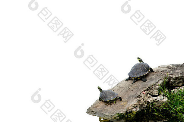 海龟休息岩石背景白色