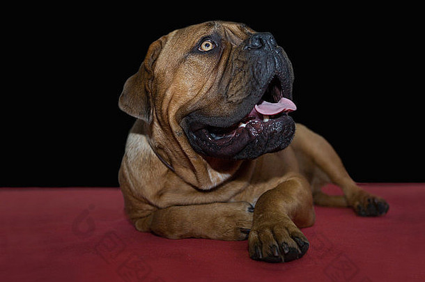 大美丽的bullmastiff狗肖像说谎红色的地毯