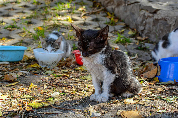 小生病的生病了黑色的白色小猫坐在猫猫圣所分裂克罗地亚