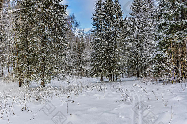 阳光明媚的冬天一天森林公园谎言浓密的白色雪