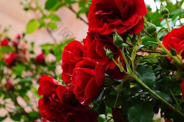 红色的玫瑰布什花园俄罗斯