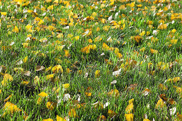 绿色草黄色的叶子背景