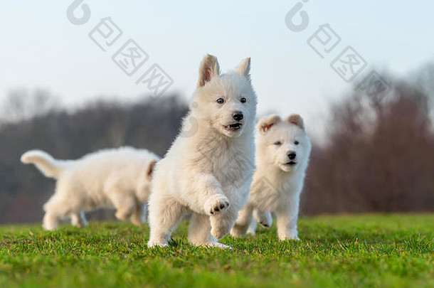 小狗有趣的可爱的白色瑞士牧羊人狗肖像草地