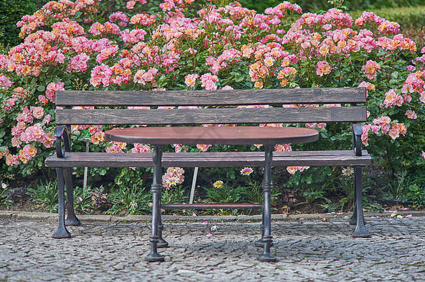 板凳上表格盛开的玫瑰灌木