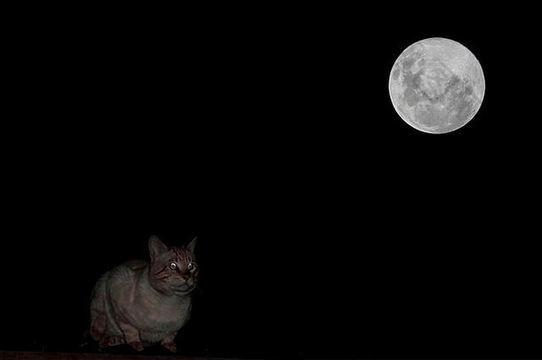 国内猫费利斯silvestri猫科神秘的国内猫休息屋顶光超级月亮五秘鲁