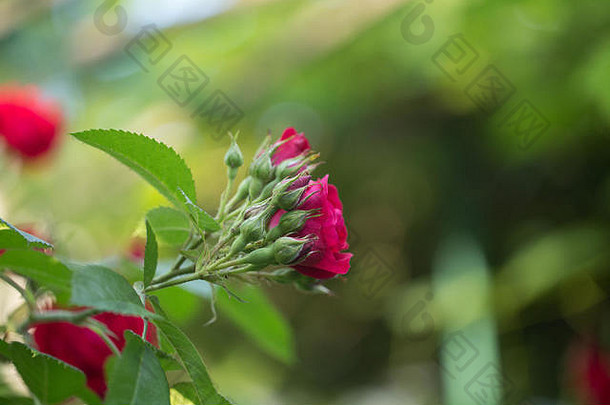 浪漫花瓣浪漫的情人节植物爱美丽的美花玫瑰自然玫瑰花玫瑰花红色的雄蕊模糊发光