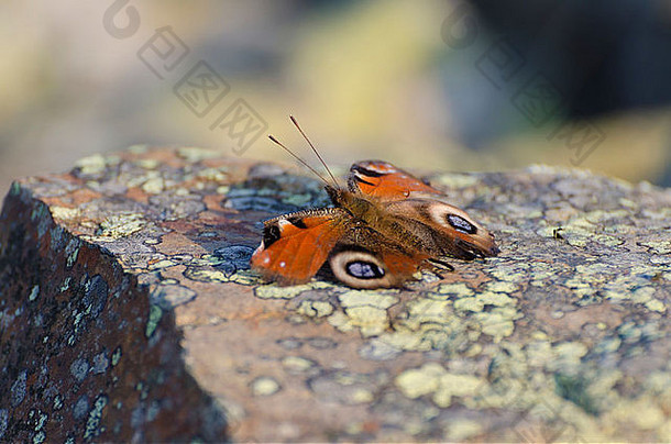 破烂的孔雀蝴蝶地底装饰石头吸太阳冷坎伯兰的11月一天