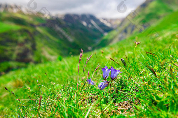 紫罗兰色的花关闭绿色草地高山高加索地区