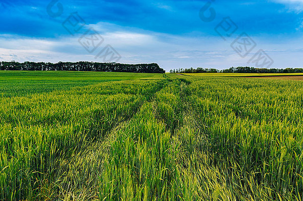 绿色小麦场<strong>蓝色</strong>的天空匈牙利