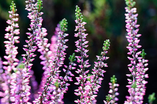 自然希瑟花场卡卢纳寻常的小粉红色的淡紫色紫罗兰色的花软焦点