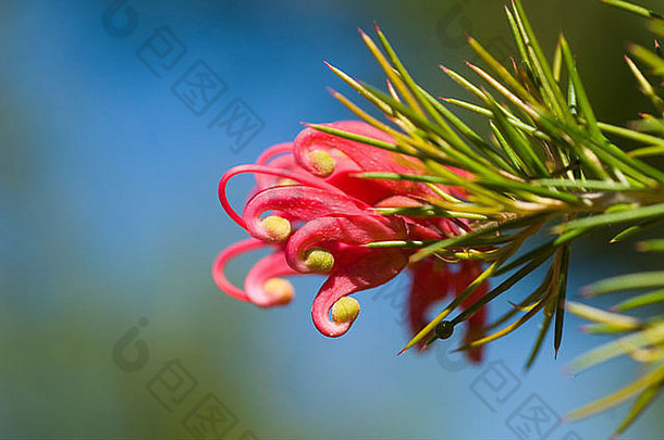 Grevillea<strong>花</strong>