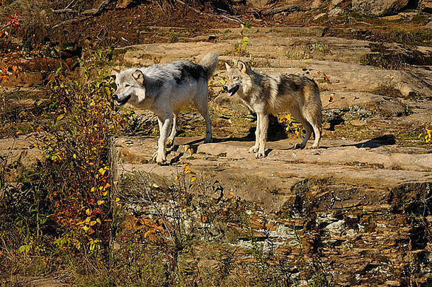 灰色的狼砂岩沉积岩石禁止状态公园木材狼犬红斑狼疮明尼苏达州美国