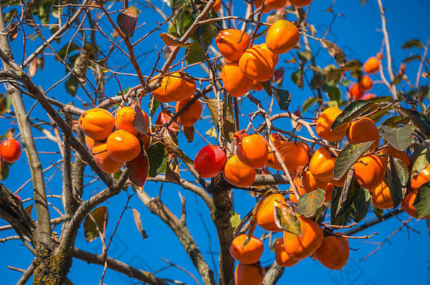柿子树成熟的橙色水果agenst蓝色的天空秋天时间