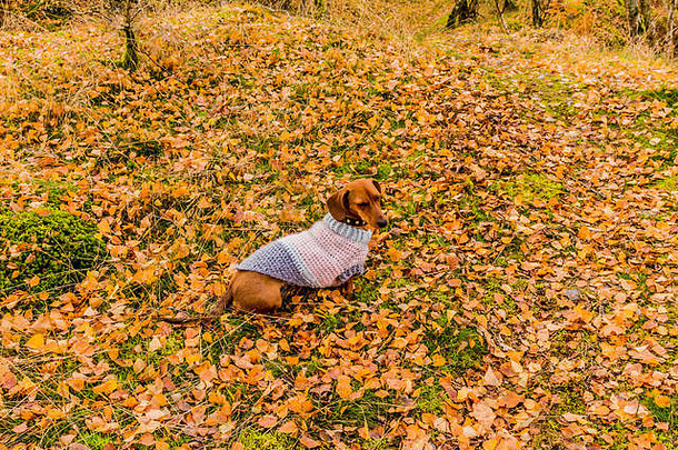 有趣的图像达克斯猎犬毛衣坐着草覆盖黄色的叶子森林美妙的秋天一天比利时阿登