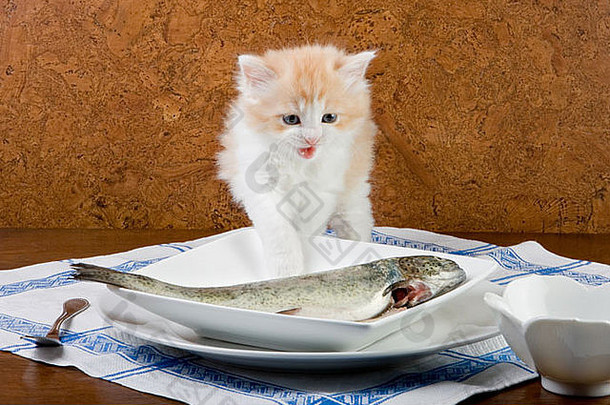 周小猫发现鱼表格