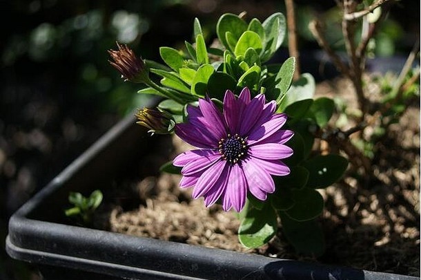 dimorphothecaecklonis紫色的黛西花春天阳光