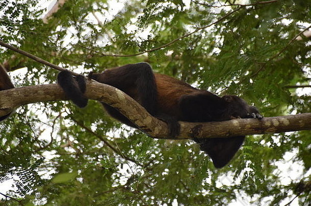吼猴子休息树分支跟踪卷分支