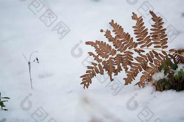 干蕨类植物雪