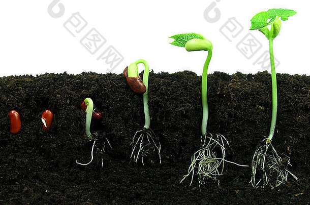 序列豆种子发芽土壤