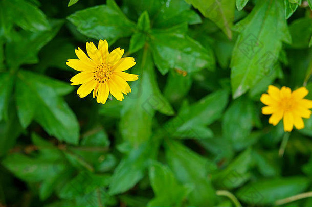 黄色的花绿色多叶的背景卡洛蒂斯anamitica