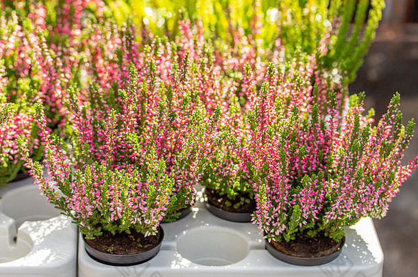 盛开的希瑟卡卢纳锅粉红色的绿色希瑟布什塑料容器花商店秋天开花植物花园装饰常见的