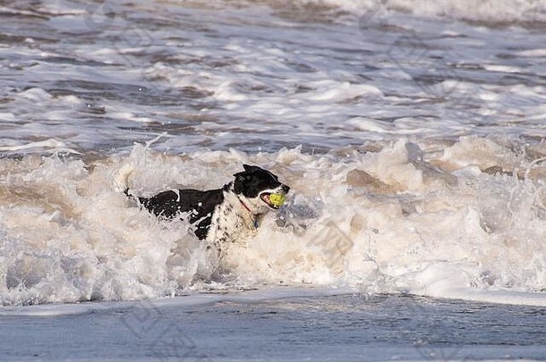 黑色的白色狗网球球打破波海滩狗短头发边境牧羊犬