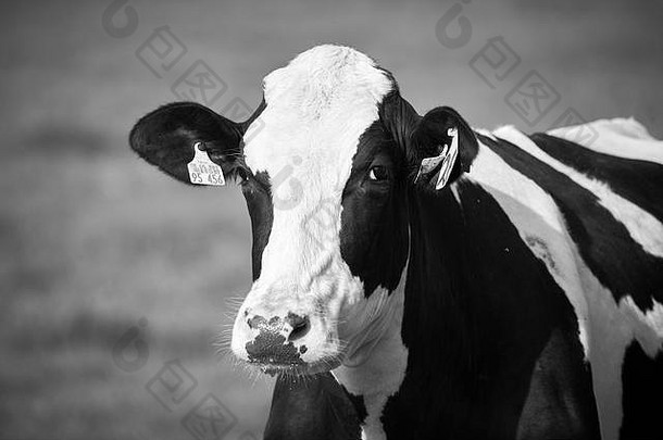 黑色的白色肖像荷斯坦牛