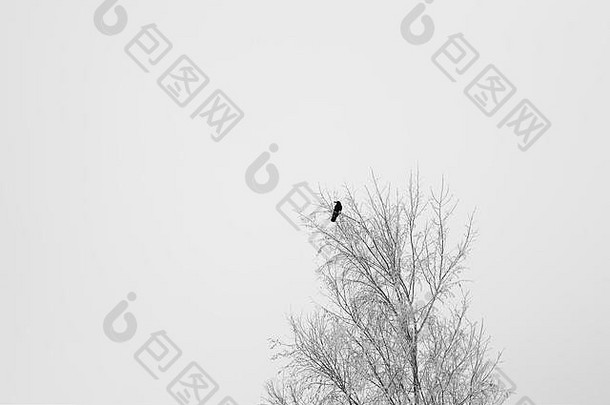 黑色的乌鸦坐着树分支冬天