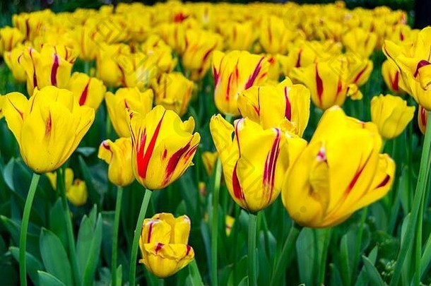 春天背景美丽的黄色的郁金香