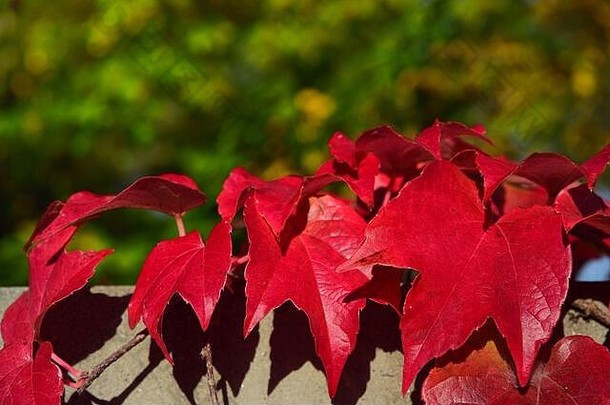 红色的叶子野生酒卷须墙绿色背景自然秋天巴伐利亚