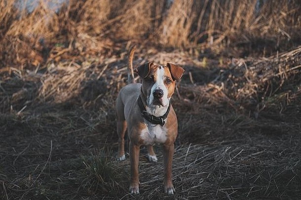 美丽的狗站褪了色的冬天秋天草肖像斯塔福德郡梗杂种狗相机日落棕色（的）草