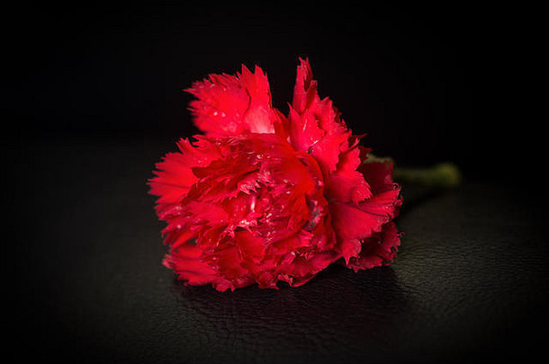 红色的康乃馨花开花黑色的背景