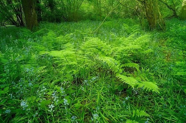 蕨类植物团推fronz林地春天阳光萨里英格兰曼联王国欧洲
