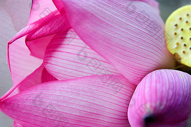 粉红色的莲花花瓣巴德关闭宏在香港香港花市场