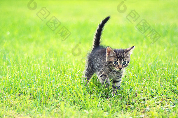 可爱的年轻的猫草
