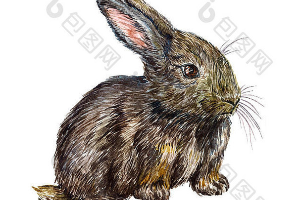 灰色的毛茸茸的毛兔子选址孤立的手画自然主义的水彩插图