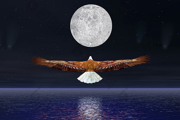 美丽的鹰飞行完整的月亮晚上彗星星星