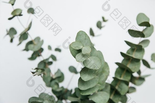 宏照片桉树植物