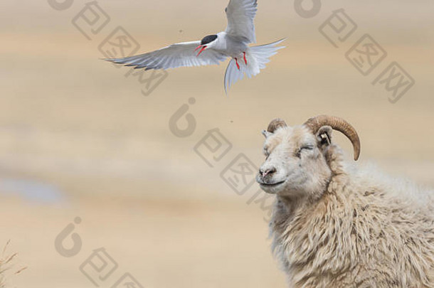北极燕鸥攻击通过羊海滩西方峡湾冰岛