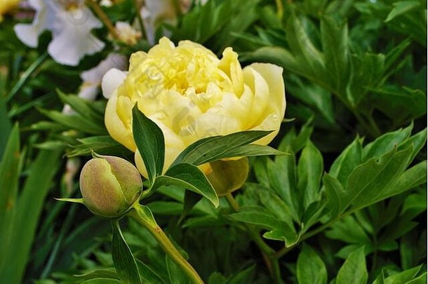 关闭味蕾花黄色<strong>的牡丹</strong>布什花园芍药属花卉。