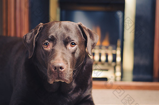 拉布拉多狗前面壁炉