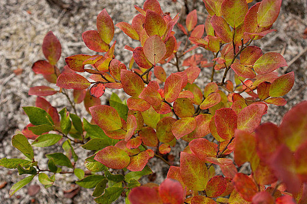 矮树林蓝莓Vaccinium螺旋体显示秋天颜色