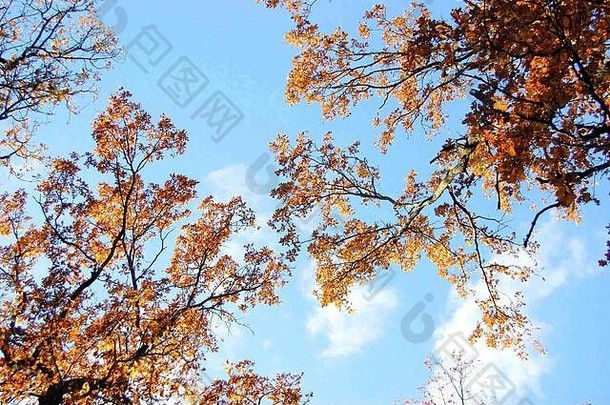 橡木分支黄色的叶子天空云