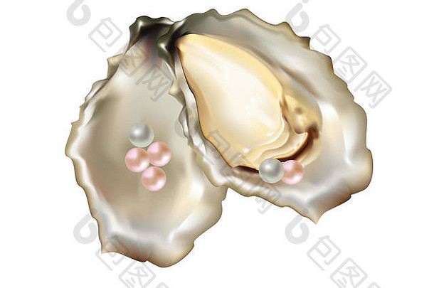 美丽的牡蛎壳牌粉红色的白色珍珠
