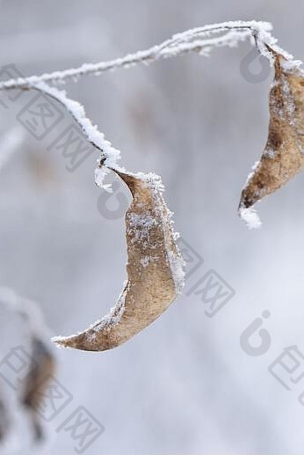 分支干树叶覆盖雪白霜光模糊的背景冬天季节1月设计